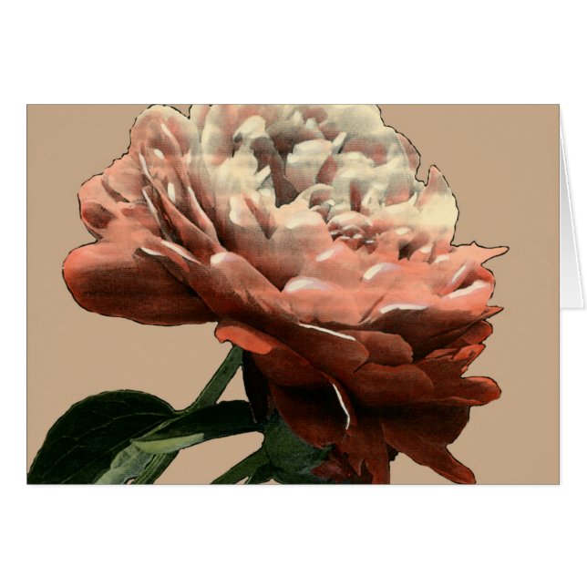 Rose rouge rubis aux accents blancs (Devant horizontal)