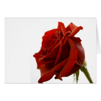 Rose rouge simple avec des baisses de rosée