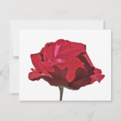 Rose rouge sur la carte de célébration blanche de  (Dos)