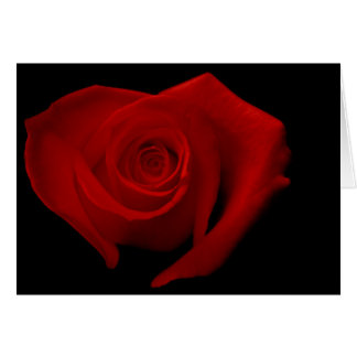 Rose rouge sur le noir