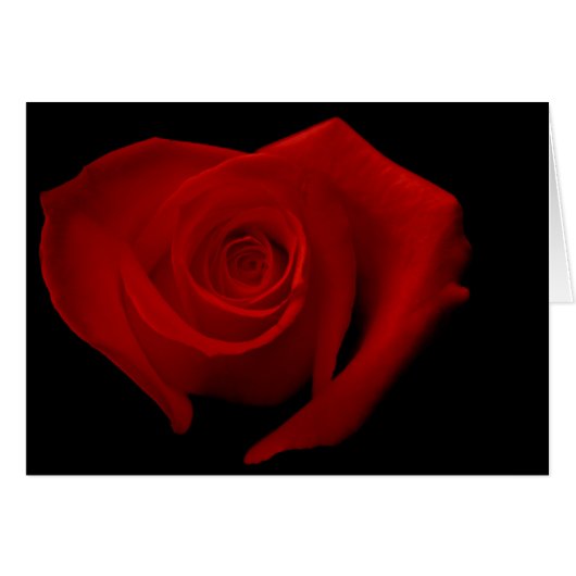 Rose rouge sur le noir (Devant Horizontal)