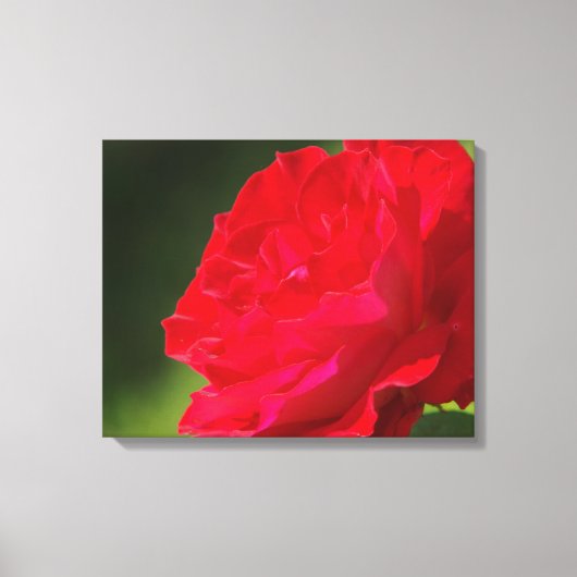 Rose rouge - Toile (Recto)