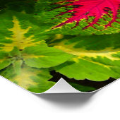 Rose Rouge Vert Coleus Fleur Poster Parfait (Coin)