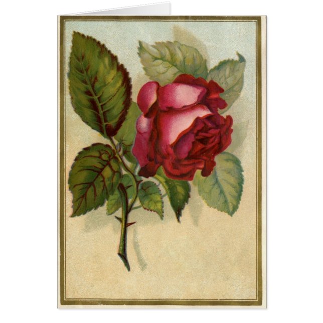 Rose rouge vintage (Devant)