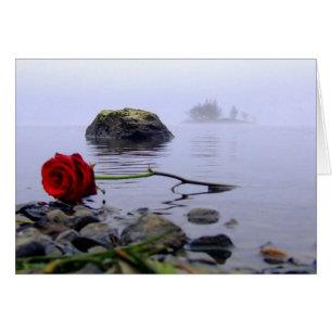 Rose rouge Washed Ashore