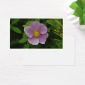 Rose sauvage (Bureau)