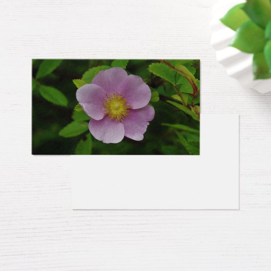 Rose sauvage (Bureau)