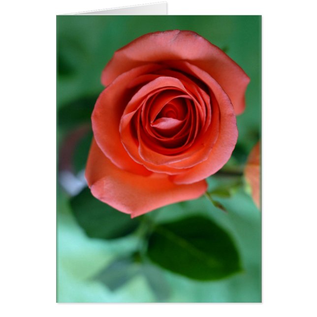 rose simple (Devant)