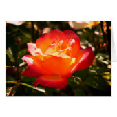 Rose Sorbet Arc-en-ciel n° 5 (Devant horizontal)