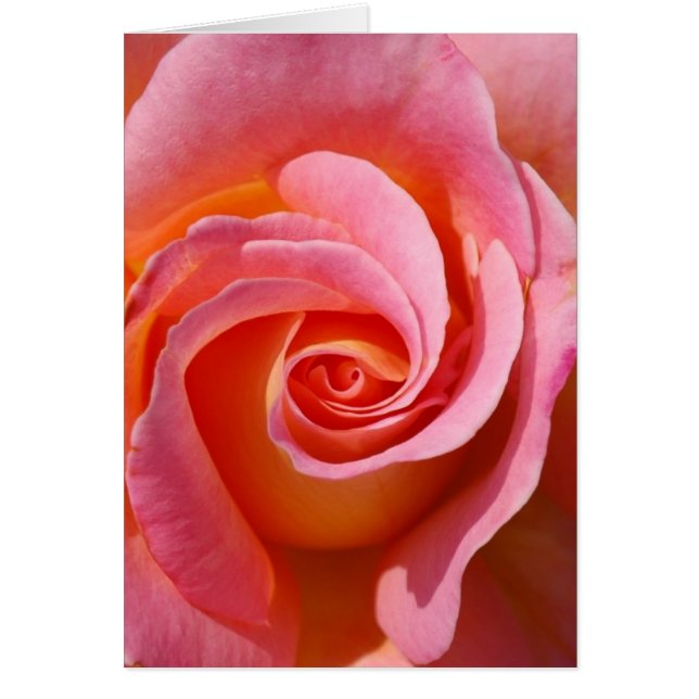 Rose Swirl (Devant)