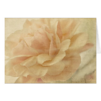 Rose vide