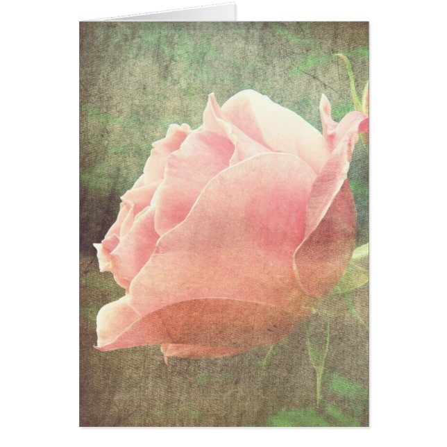 Rose vintage (Devant)