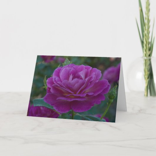 Rose violet Toutes les occasions Carte de voeux (Devant)
