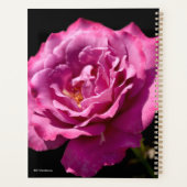 Rose Visage Angel Haut (Dos)