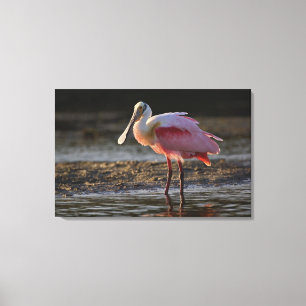 Roseate Lepelaar, Ajaia ajaja, Ding Darling Canvas Afdruk