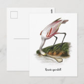 Roseate lepelaar schilderij Klein Briefkaart (Voorkant / Achterkant)