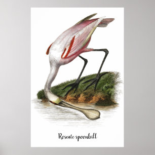Roseate lepelaar schilderij poster