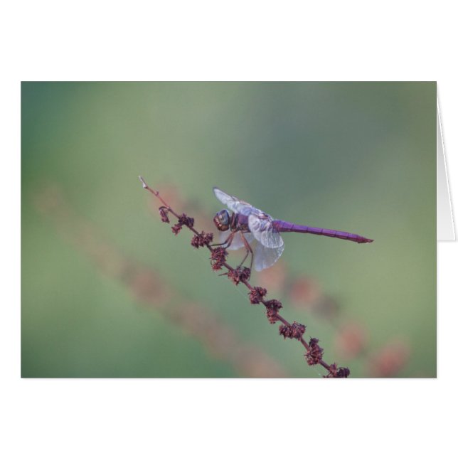 Roseate Skimmer (Devant horizontal)