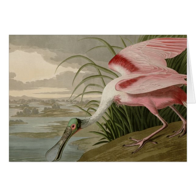 Roseate Spoonbill (Voorkant Horizontaal)