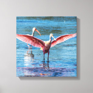 Roseate Spoonbill 12 x 12 inch Wrapped Canvas