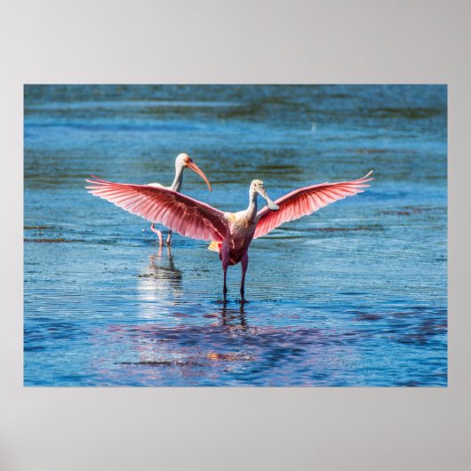 Roseate Spoonbill 28 x 20 archivering Zware papier Poster (Voorkant)