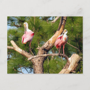 Roseate Spoonbill (3050) Briefkaart