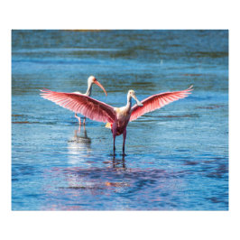 Roseate Spoonbill 48 x 40 Kodak Pro Foto Afdruk