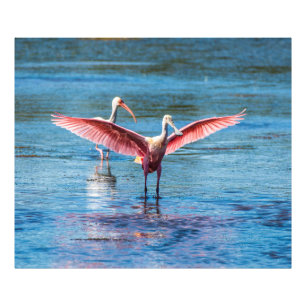 Roseate Spoonbill 48 x 40 Kodak Pro Foto Foto Afdruk