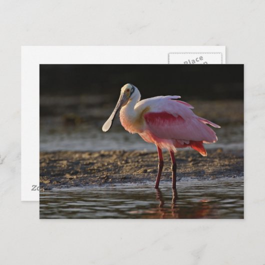 Roseate Spoonbill, Ajaia ajaja, Ding Darling Briefkaart (Voorkant / Achterkant)