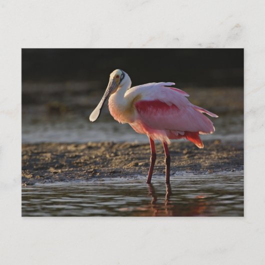 Roseate Spoonbill, Ajaia ajaja, Ding Darling Briefkaart (Voorkant)