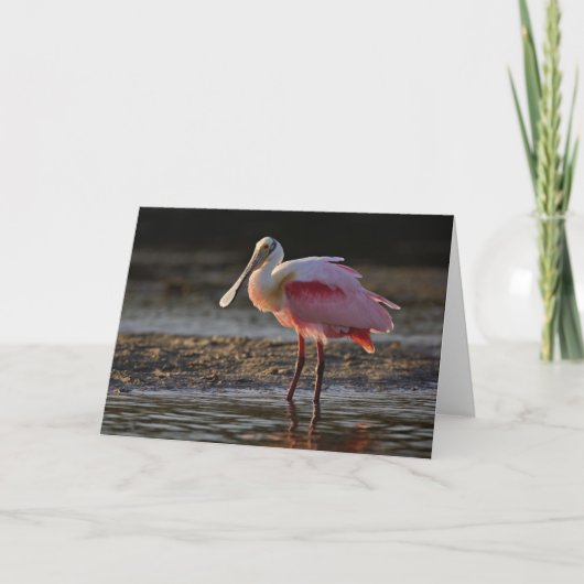 Roseate Spoonbill, Ajaia ajaja, Ding Darling Kaart (Voorkant)