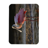 Roseate Spoonbill, Ajaia ajaja, Ding Darling Magneet (Verticaal)