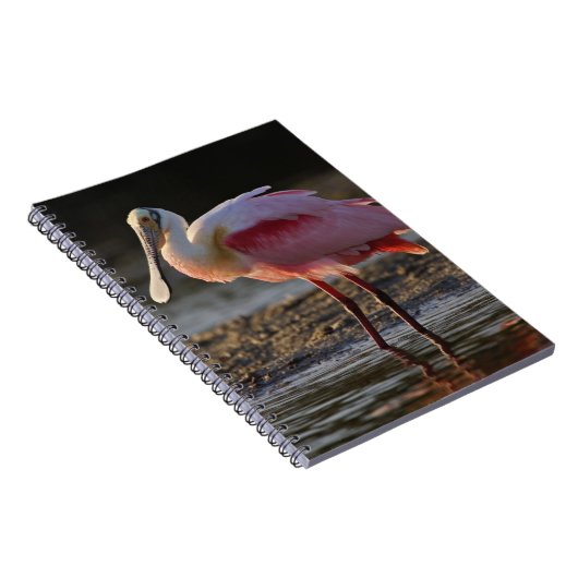 Roseate Spoonbill, Ajaia ajaja, Ding Darling Notitieboek (Rechterzijde)