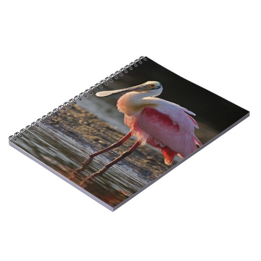Roseate Spoonbill, Ajaia ajaja, Ding Darling Notitieboek (Linkerzijde)