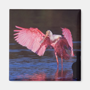 Roseate Spoonbill (Ajaia ajaja) met aalscholver Magneet