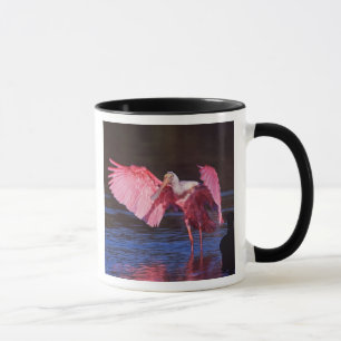 Roseate Spoonbill (Ajaia ajaja) met aalscholver Mok