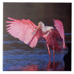 Roseate Spoonbill (Ajaia ajaja) met aalscholver Tegeltje