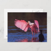 Roseate Spoonbill (ajaja Ajaia) met Aalscholver Briefkaart (Voorkant / Achterkant)