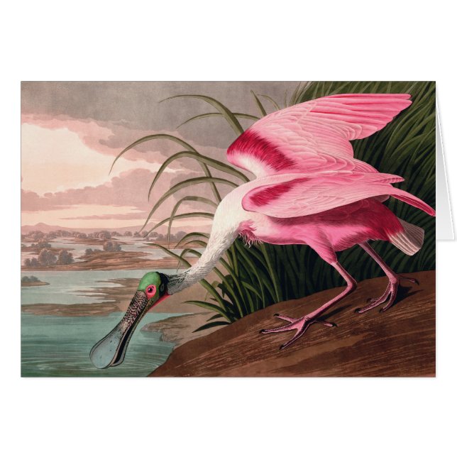 Roseate Spoonbill Audubon Bird Wildlife (Voorkant Horizontaal)