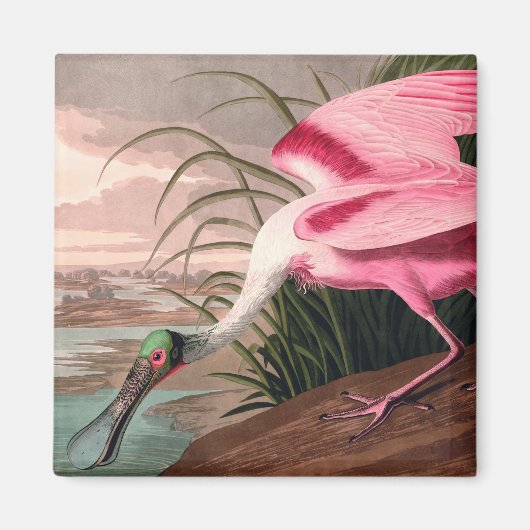 Roseate Spoonbill Audubon Bird Wildlife Magneet (Voorkant)