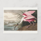 Roseate Spoonbill Audubon Bird Wildlife Painting Briefkaart (Voorkant)