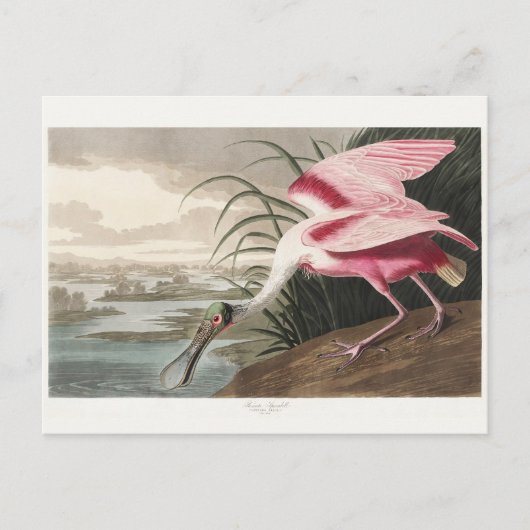 Roseate Spoonbill Audubon Bird Wildlife Painting Briefkaart (Voorkant)
