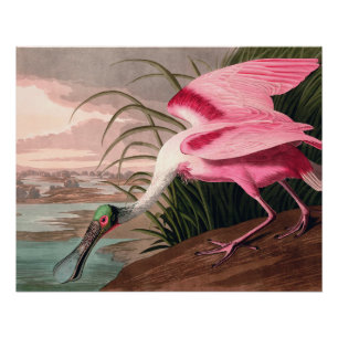 Roseate Spoonbill Audubon Bird Wildlife Perfect Poster