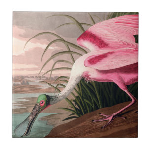 Roseate Spoonbill Audubon Bird Wildlife Tegeltje