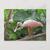 Roseate Spoonbill Bird Briefkaart (Voorkant)