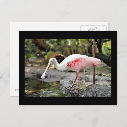 Roseate Spoonbill Bird Photo Briefkaart (Voorkant / Achterkant)