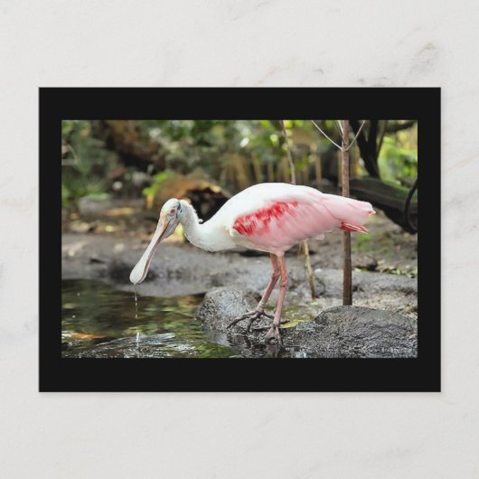 Roseate Spoonbill Bird Photo Briefkaart (Voorkant)