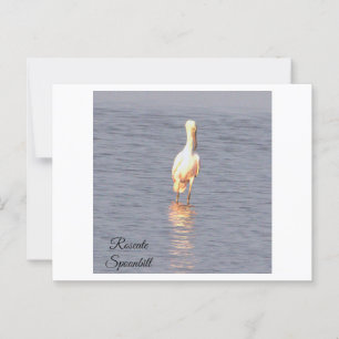 Roseate Spoonbill Bird Photo Briefkaart