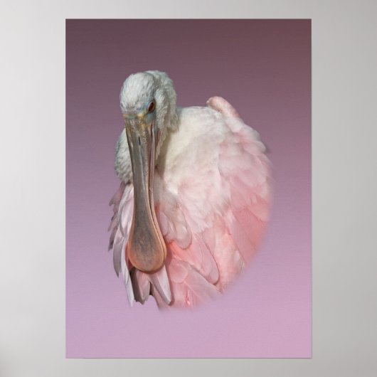 Roseate Spoonbill Bird Poster (Voorkant)