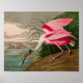 Roseate Spoonbill Birds of America Audubon Print (Voorkant)